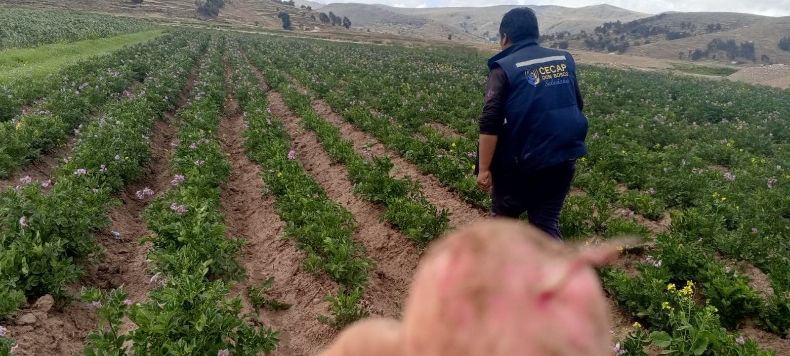 Producción agropecuaria