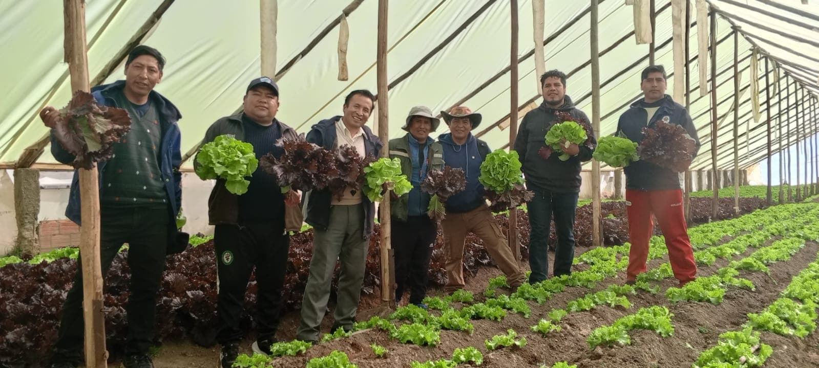 Lechuga fresca