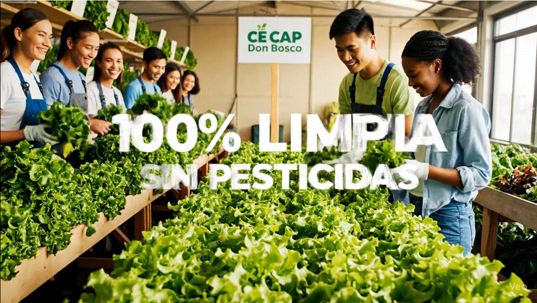 Cosecha de lechuga sin pesticidas en CECAP